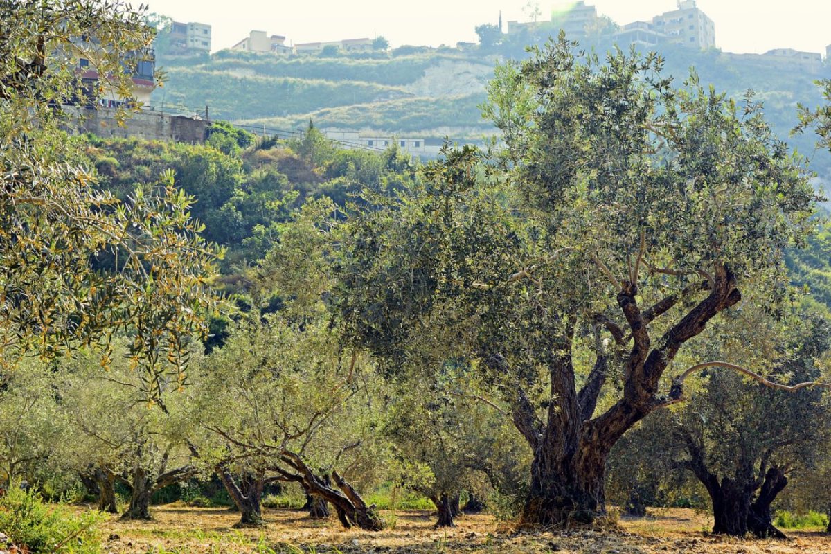 Agrotourisme ou maison d'hôtes en Crète : comment choisir