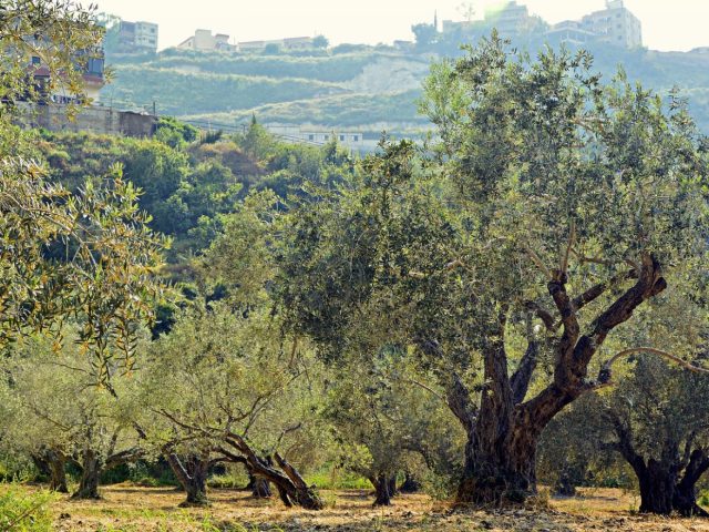 Agrotourisme ou maison d’hôtes en Crète : comment choisir