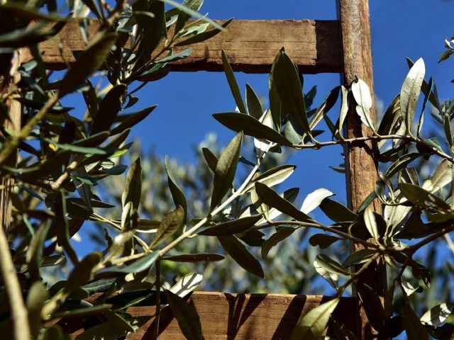 Camping ou glamping en Grèce : lequel choisir ?
