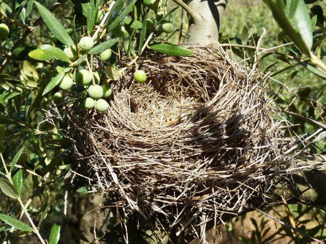Agrotourisme ou éco‑lodge en Grèce : comparatif